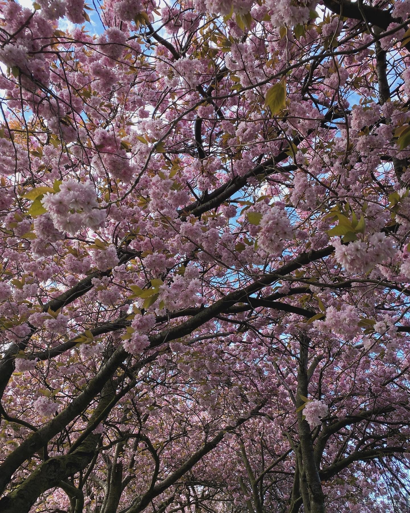 Cherry Blossom