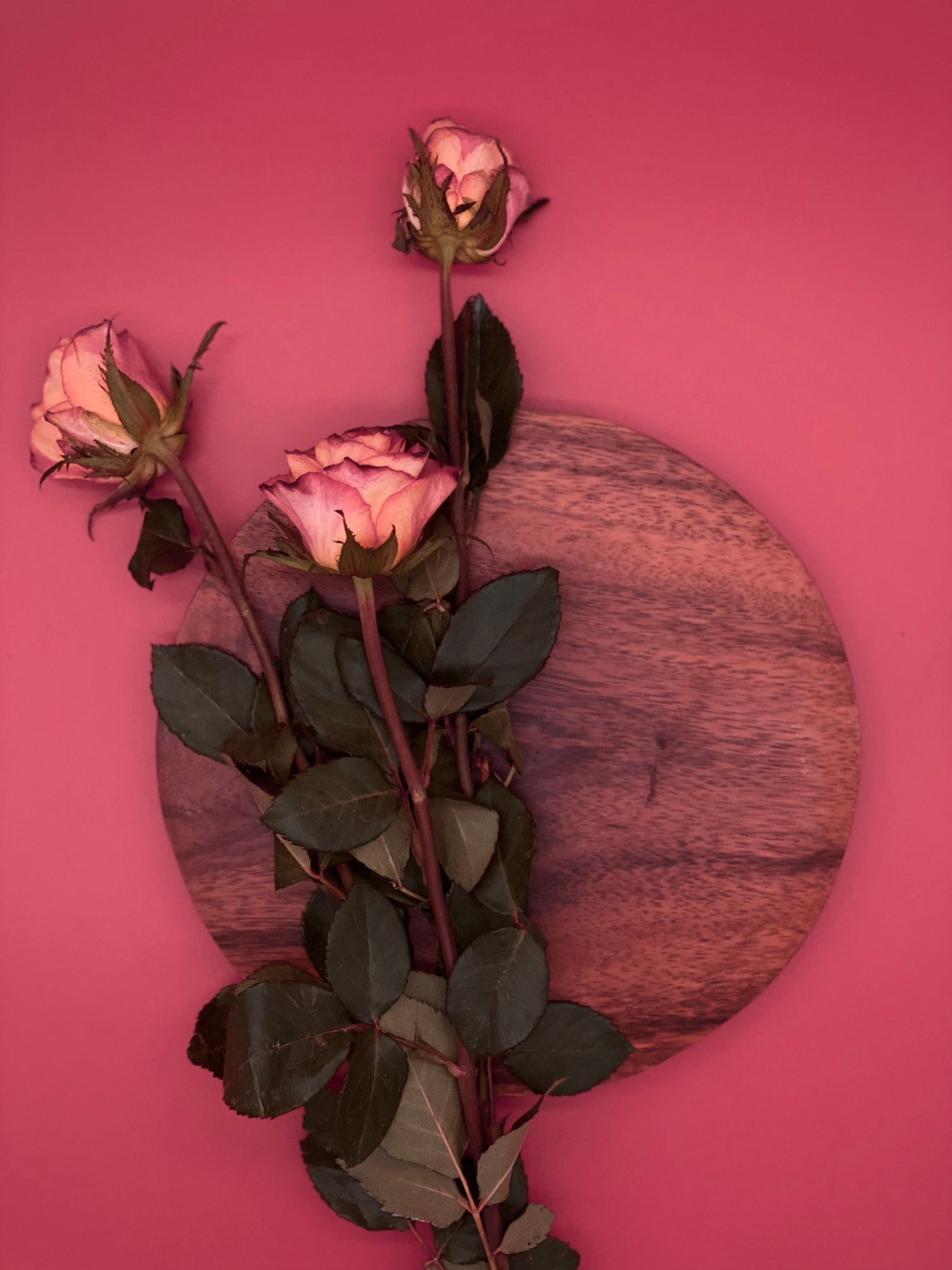 Rosa 1327 | PYBC.LIFE