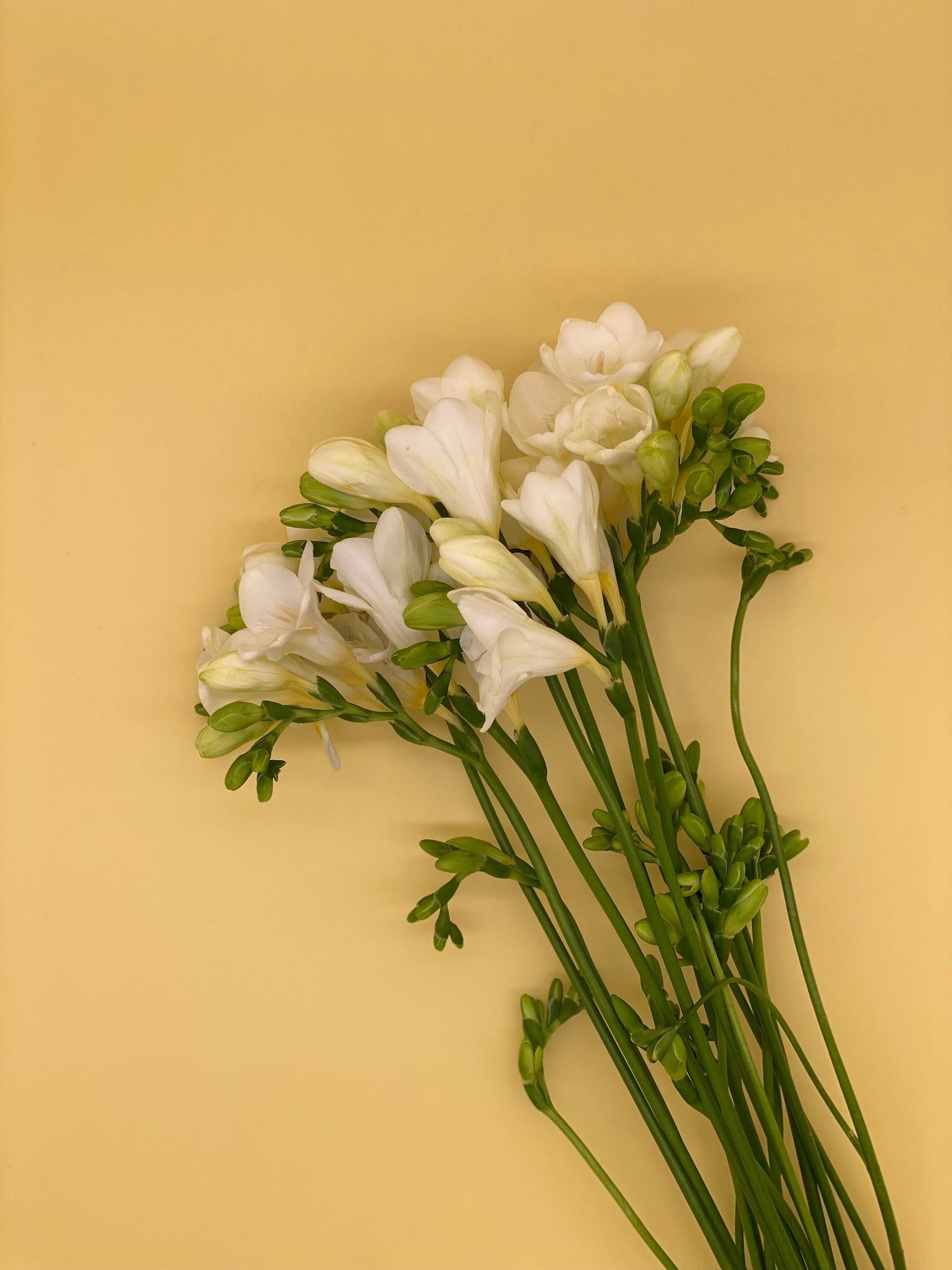 Ylang Ylang 2022 | PYBC.LIFE