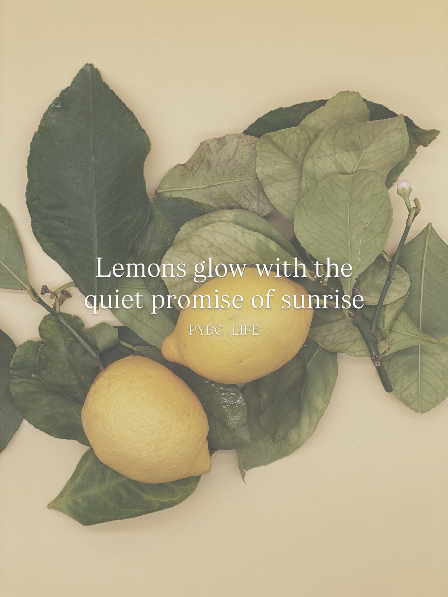 Sunrise 1046 - Candle