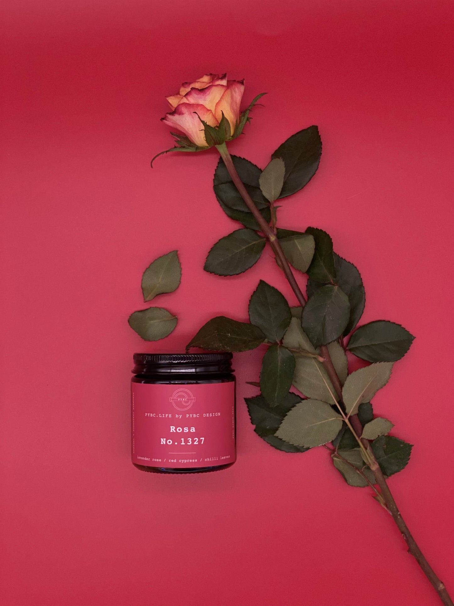 Rosa 1327 - Candle